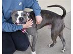 Pepper Jack, Staffordshire Bull Terrier For Adoption In Mckinney, Texas