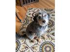 Lila, Terrier (unknown Type, Medium) For Adoption In Salem, Oregon