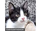 Chrysanthemum, Domestic Shorthair For Adoption In Toronto, Ontario