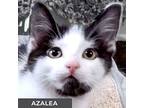 Azalea, Domestic Shorthair For Adoption In Toronto, Ontario