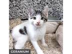 Geranium, Domestic Shorthair For Adoption In Toronto, Ontario
