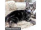 Honeysuckle, Domestic Shorthair For Adoption In Toronto, Ontario