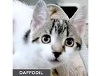 Daffodil, Domestic Shorthair For Adoption In Toronto, Ontario