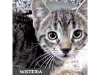 Wisteria, Domestic Shorthair For Adoption In Toronto, Ontario