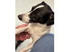 Max, Jack Russell Terrier For Adoption In Richmond, Virginia