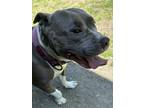May, American Staffordshire Terrier For Adoption In Richmond, Virginia