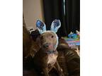 Thor, American Pit Bull Terrier For Adoption In Greenville, Ohio