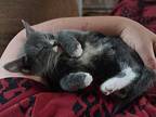 Sun, Domestic Shorthair For Adoption In Cary, North Carolina