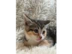 Instapot, Domestic Shorthair For Adoption In Cary, North Carolina
