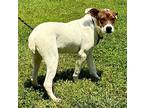 Jack, Jack Russell Terrier For Adoption In Locust Fork, Alabama