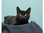 Yin (bonded Pair With Yang), Domestic Shorthair For Adoption In Parma, Ohio
