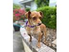 Frito, Irish Terrier For Adoption In New York, New York