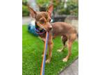 Tequila, Miniature Pinscher For Adoption In New York, New York