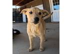Penny, Labrador Retriever For Adoption In San Tan Valley, Arizona