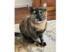 Big Tortie, Domestic Shorthair For Adoption In New York, New York