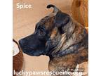 Spice, Staffordshire Bull Terrier For Adoption In Sumter, South Carolina