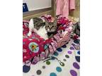Mimsey, Domestic Shorthair For Adoption In Parlier, California