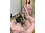 Azalea, Domestic Shorthair For Adoption In Parlier, California