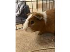 Toeby, Guinea Pig For Adoption In Milpitas, California