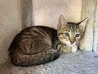 Bucky, Domestic Shorthair For Adoption In Milpitas, California