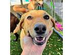 Polka, Terrier (unknown Type, Medium) For Adoption In Escondido, California