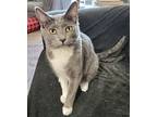 Jethro, Domestic Shorthair For Adoption In Napa, California