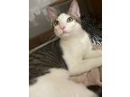 Meeski, Domestic Shorthair For Adoption In Chicago, Illinois