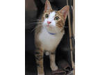 Thomas, Domestic Shorthair For Adoption In Chicago, Illinois