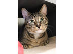 Angus, Domestic Shorthair For Adoption In Chicago, Illinois