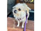 Peggy, Terrier (unknown Type, Small) For Adoption In Penngrove, California