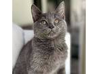 Zeus, Russian Blue For Adoption In For Lauderdale, Florida