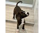 Kate, American Pit Bull Terrier For Adoption In San Francisco, California
