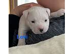 Levi (lulu's Litter), American Staffordshire Terrier For Adoption In White