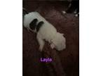 Layla (lulu's Litter), American Staffordshire Terrier For Adoption In White