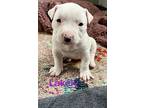 Lakely (lulu's Litter), American Staffordshire Terrier For Adoption In White