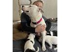 Lulu (momma), American Pit Bull Terrier For Adoption In White Plains, New York