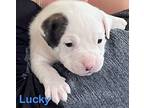 Lucky (lulu's Litter), American Staffordshire Terrier For Adoption In White