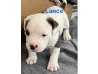 Lance (lulu's Litter), American Staffordshire Terrier For Adoption In White