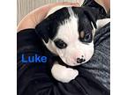 Luke (lulu's Litter), American Staffordshire Terrier For Adoption In White