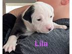 Lila (lulu's Litter), American Staffordshire Terrier For Adoption In White