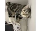 Salad, Domestic Shorthair For Adoption In Calgary, Alberta