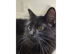 Coalette, Domestic Longhair For Adoption In Troutdale, Oregon