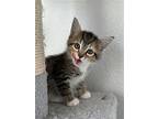 Willow, Domestic Shorthair For Adoption In Orlando, Florida