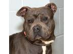 Goober, American Pit Bull Terrier For Adoption In Troy, Ohio