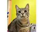 Ms.frizzle, Domestic Shorthair For Adoption In Fresno, California