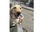 Syracuse, Labrador Retriever For Adoption In Armonk, New York