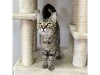 Padme, Domestic Shorthair For Adoption In Austin, Texas