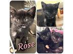 Rose, Domestic Shorthair For Adoption In Hollister, California