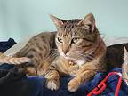 Feta, Domestic Shorthair For Adoption In Lafayette, Colorado