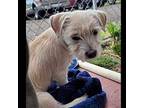 Confetti, Jack Russell Terrier For Adoption In Santa Rosa, California